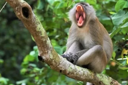 Top Destinations for Unforgettable Jungle