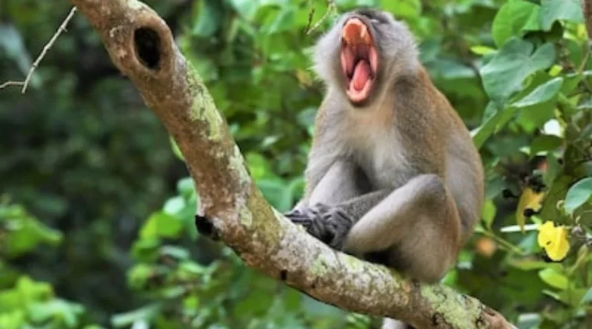 Top Destinations for Unforgettable Jungle