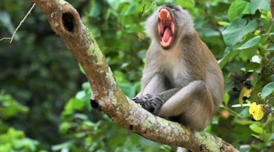 Top Destinations for Unforgettable Jungle